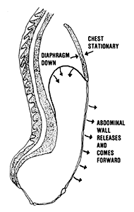 diagram of abdominal breathing