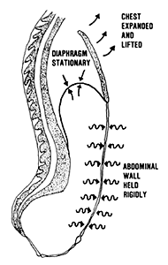 diagram of chest breathing