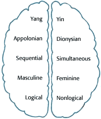 dual hemisphere term pairs