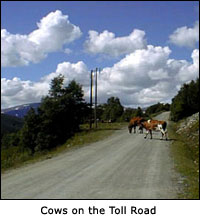 Cows on the toll road