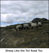 Sheep Like the toll road too