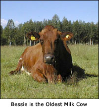 Bessie is the Oldest Milk Cow