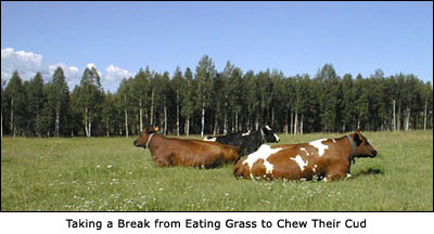 Taking a Break from Eating Grass to Chew Their Cud