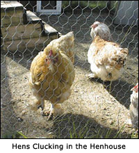 Hens Clucking in the Henhouse