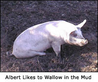 Albert Likes to Wallow in the Mud