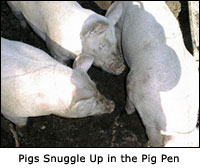 Pigs Snuggle Up in the Pig Pen