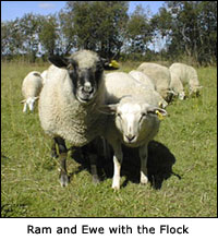 Ram and Ewe with the Flock