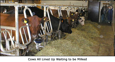 Cows All Lined Up Waiting to be Milked