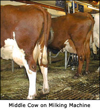 Middle Cow on Milking Machine