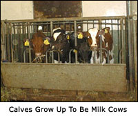 Young Calves Grow Up To Be Milk Cows